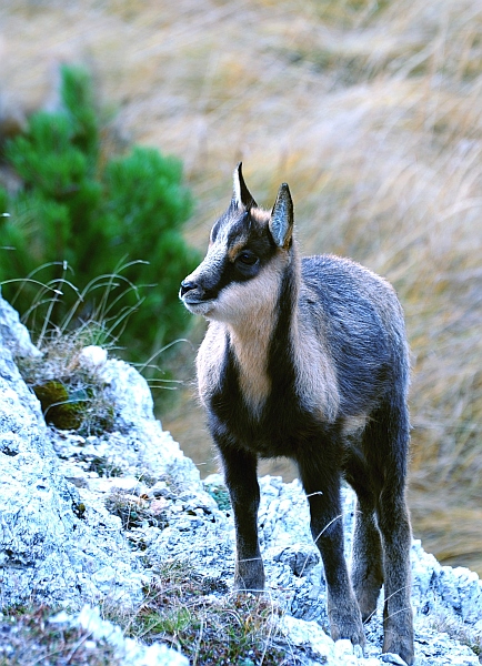 Camoscio d''Abruzzo Rupicapra pyrenaica ornata